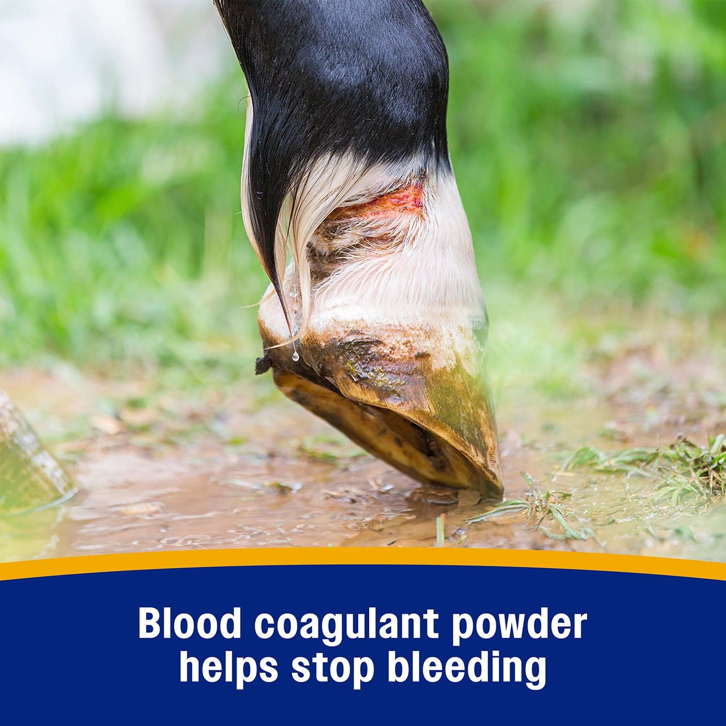 Wonder Dust Wound Powder & Blood Coagulant, 4 oz
